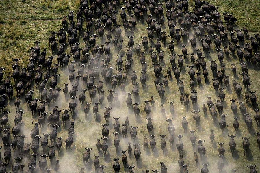 Great Migration